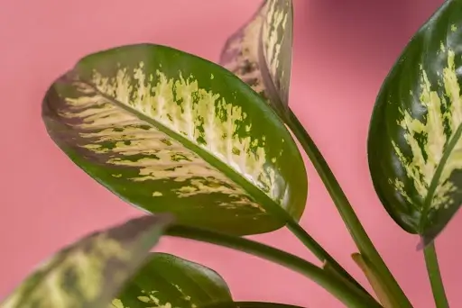 Die optimale Temperatur für Calathea Pflanzen