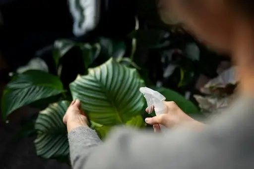 Einführung zu Calathea Pflanzen