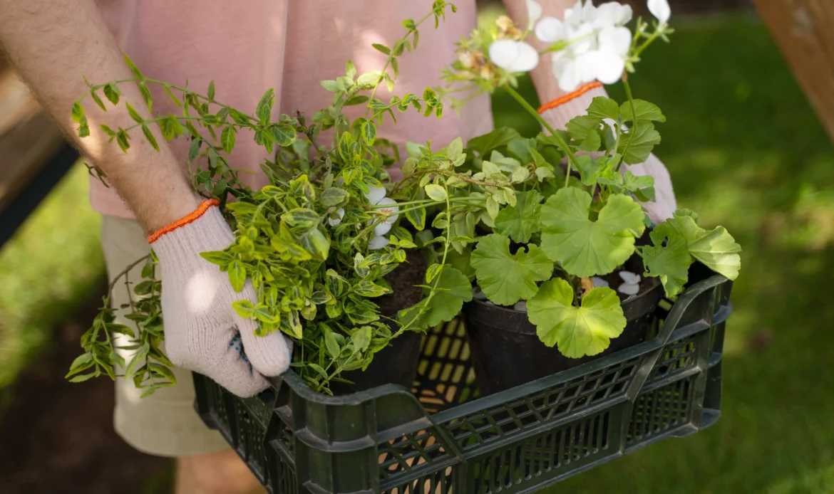 gartengestaltung pflegeleicht